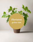 Floristens gröna växt