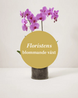 Floristens blomstrande växt