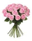 Rosa rosor