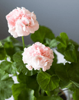 Rosa pelargon